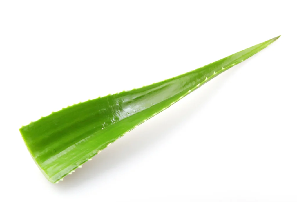 dentystka Kate i Aloe Vera, zdrowie i profilaktyka zębów - Forever + dentaloe